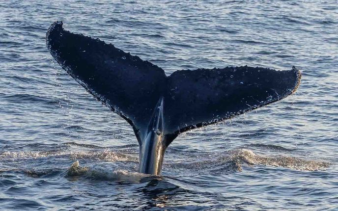 Eden Whale Watching cruise
