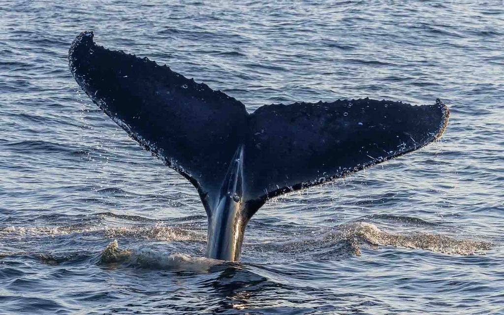 Eden Whale Watching cruise