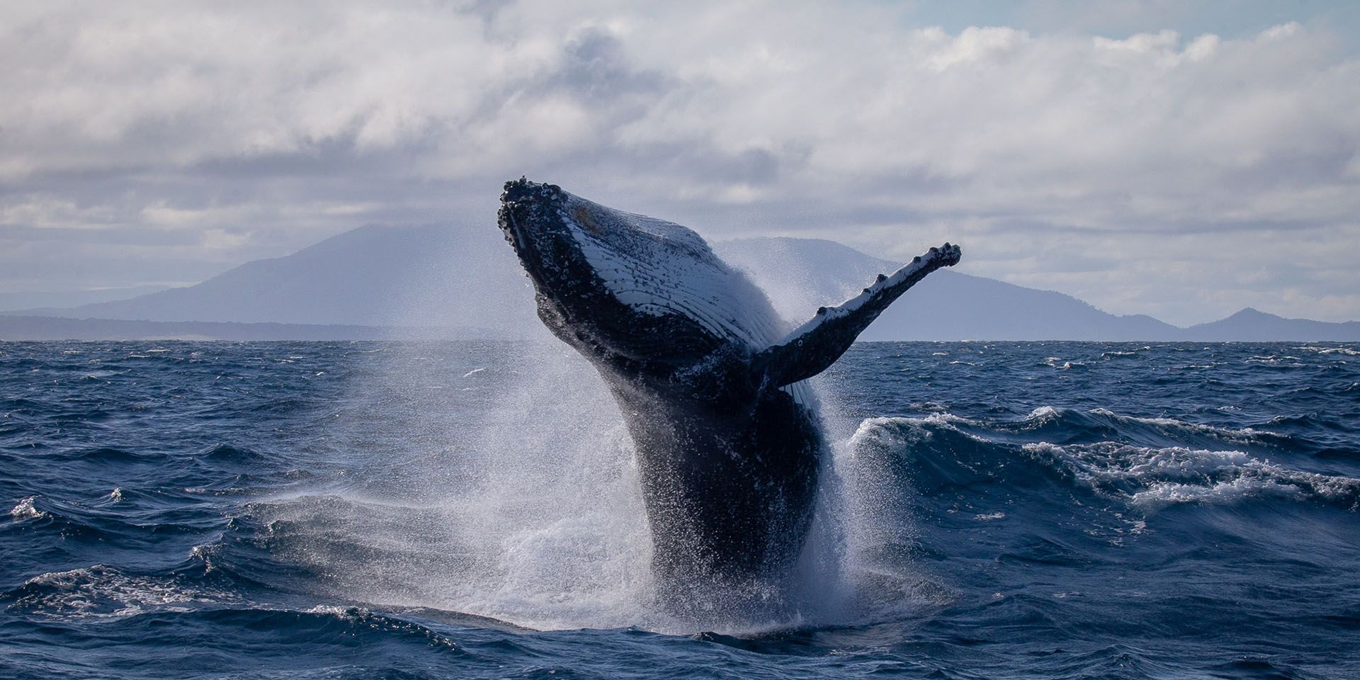 Whale Watching tours in Bermagui | NSW South Coast