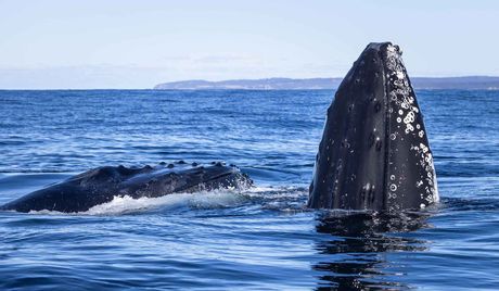 Whale Watching tours | Bermagui NSW