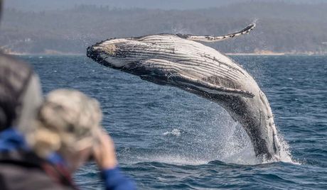 Whale Watching Cruise | Eden NSW