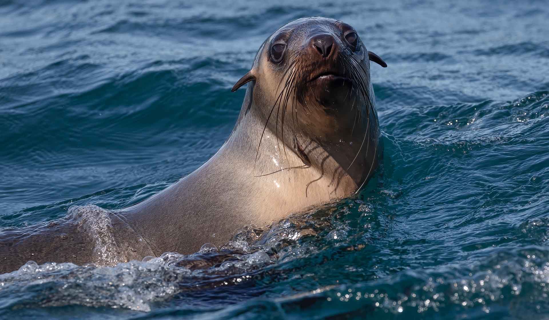 Twofold Bay boat cruise | Cat Balou Cruises Eden