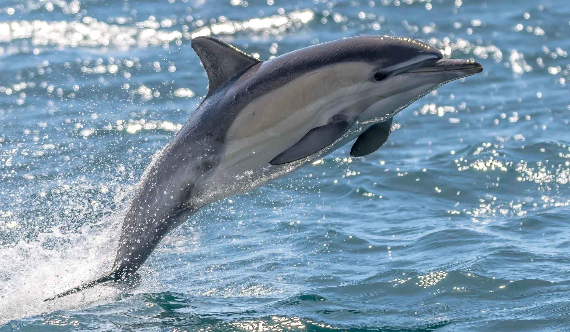 Merimbula ocean boat tour | Sapphire Coastal Adventures