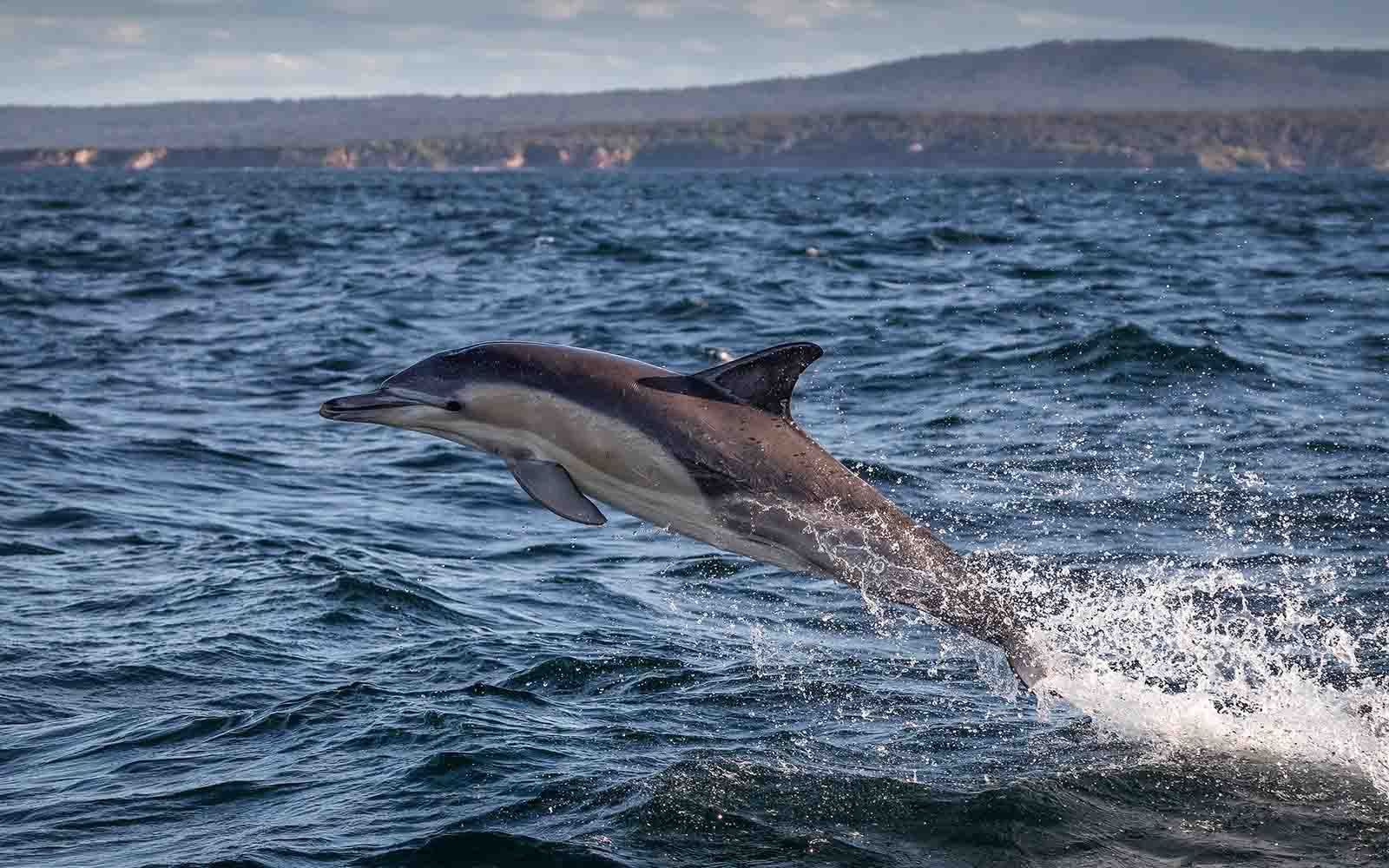 Merimbula ocean wildlife tour