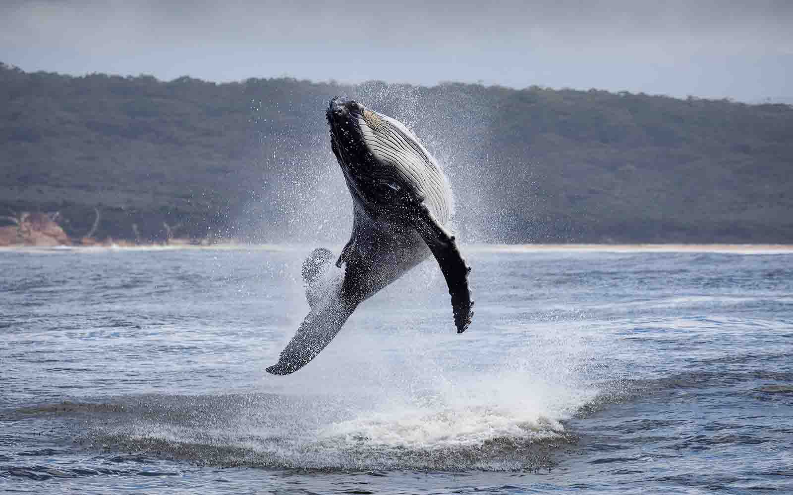 Humpback whale breach on the coast of Merimbula, NSW.