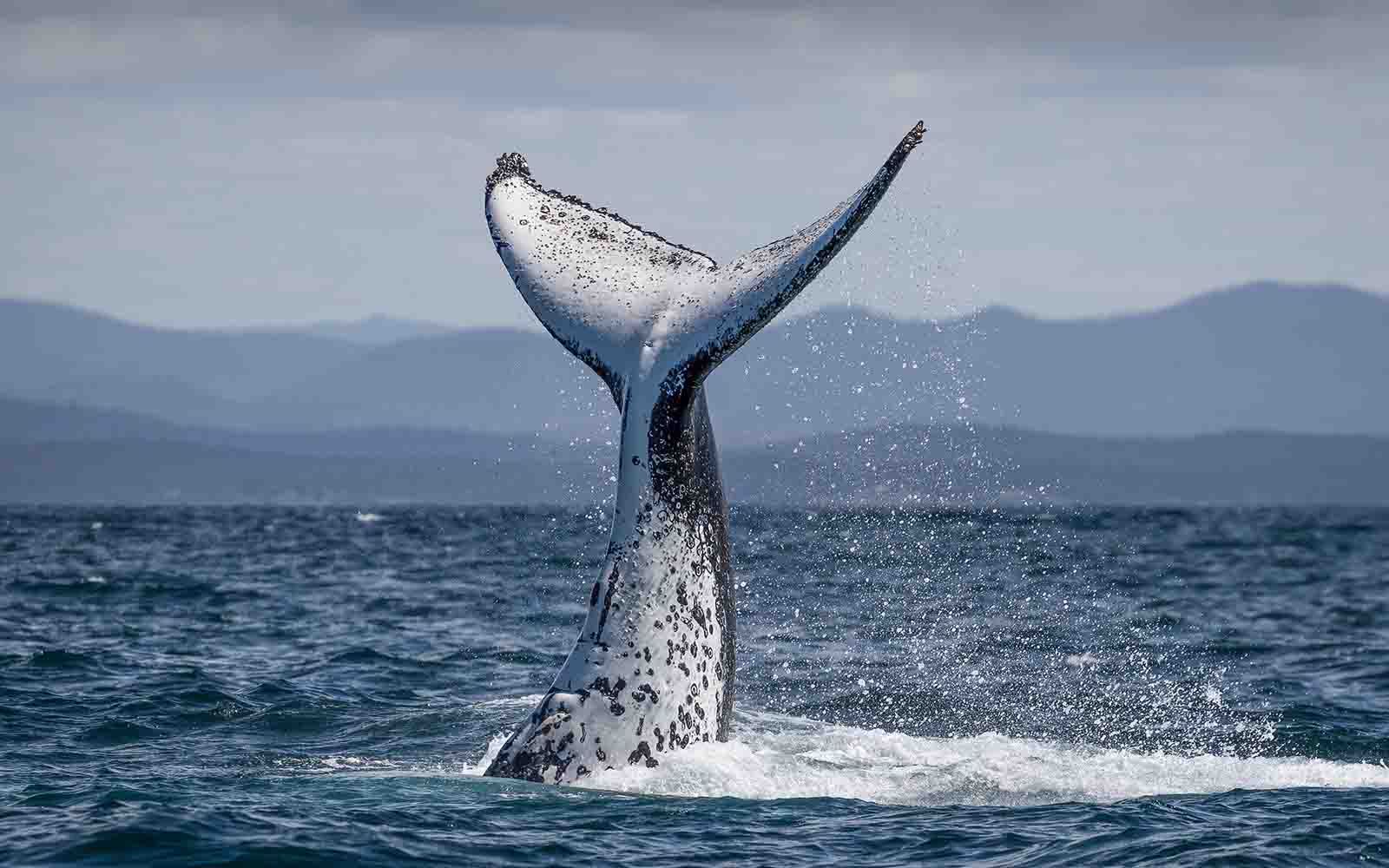 Bermagui whale watching tours | South Coast NSW