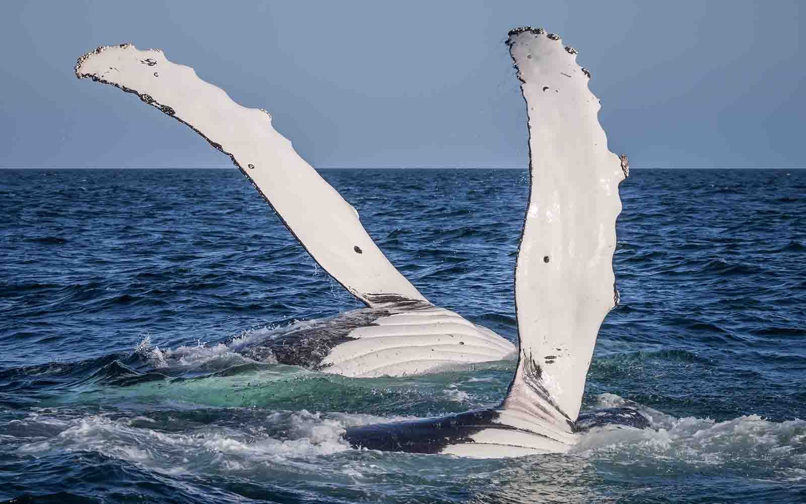 Two humpback whales are swimming on the on the Sapphire Coast NSW