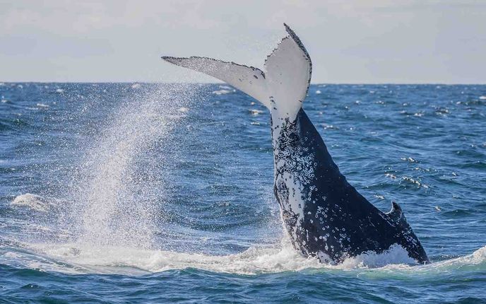 Whale in the Sapphire Coast, NSW