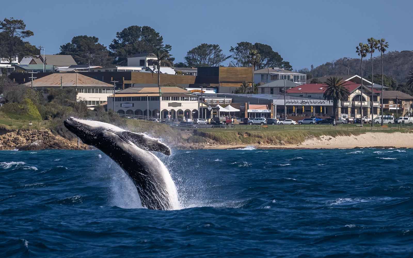 A humpback whale  jumping out of the ocean in Bermagui NSW