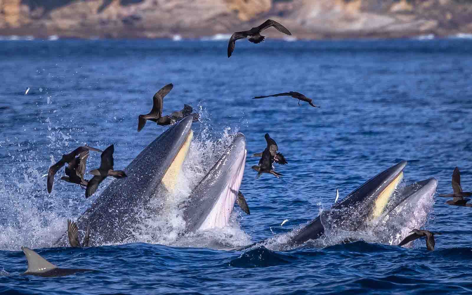 Bryde's whales feeding | South Coast NSW
