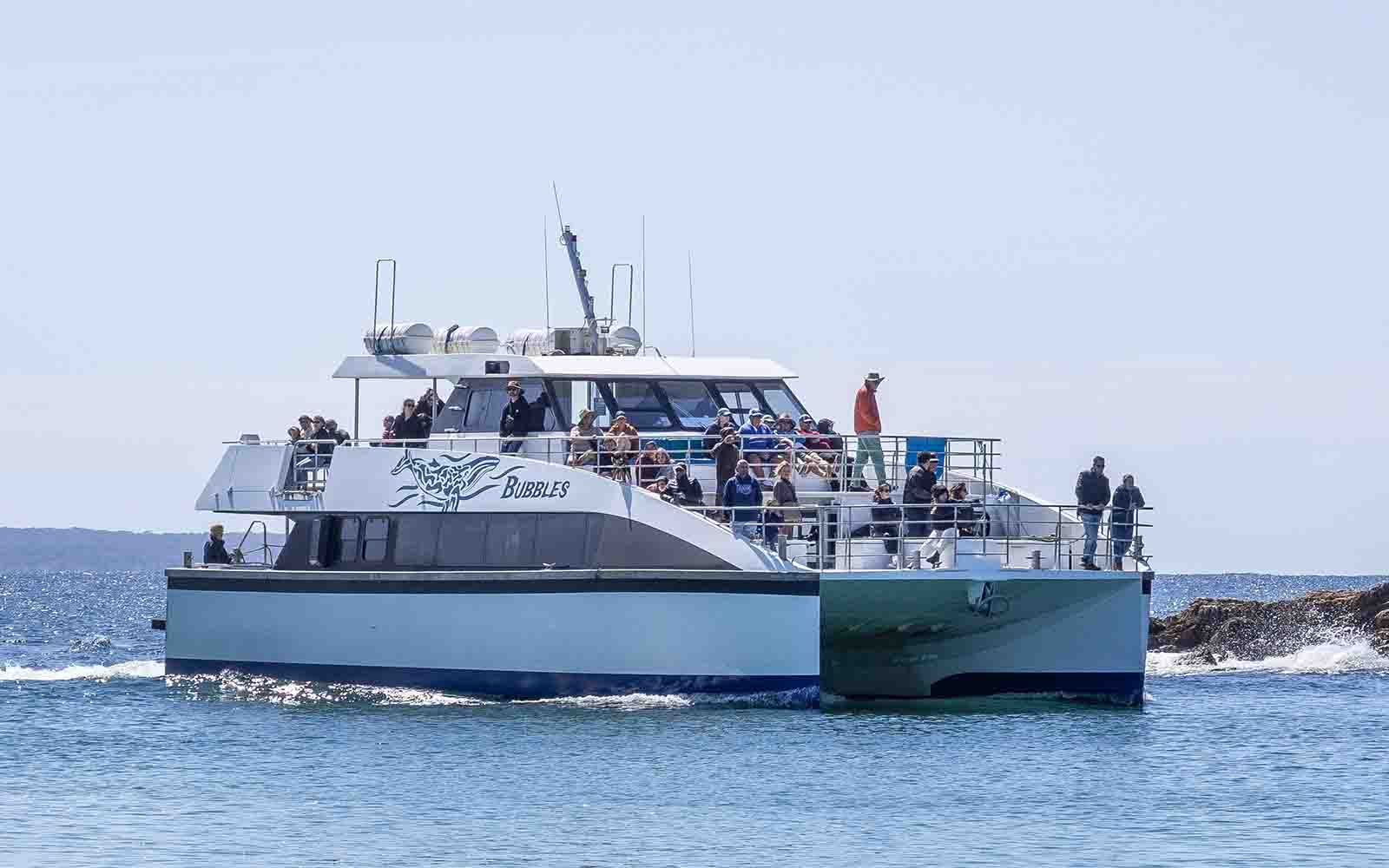 Eden whale watching cruise