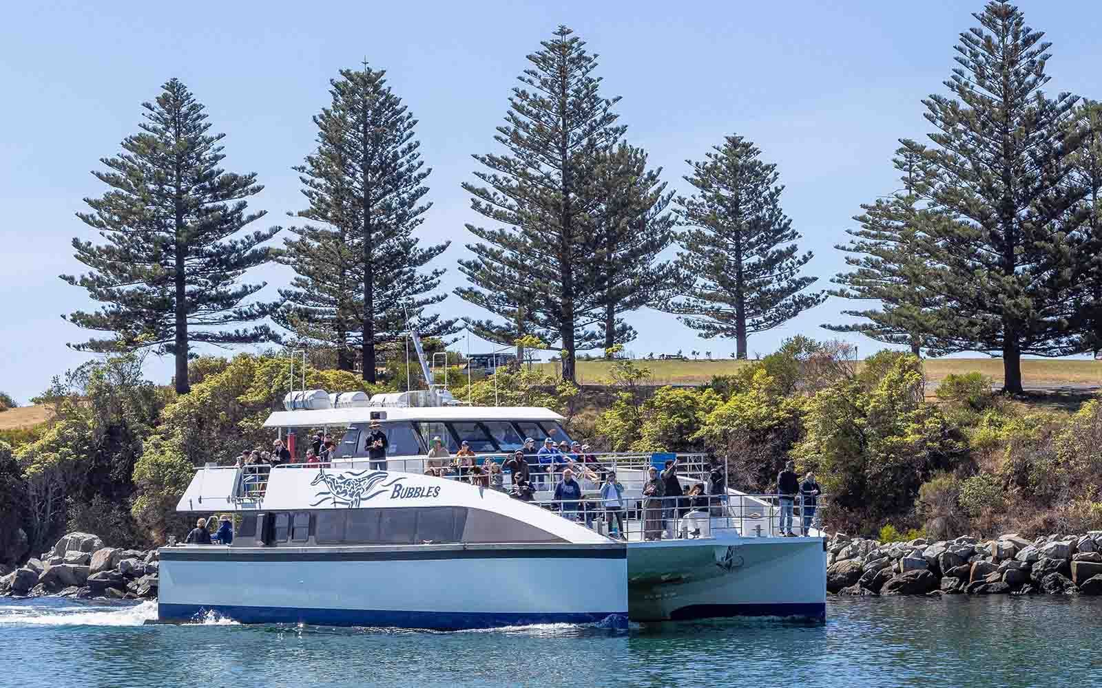 Whale watching tours in Bermagui