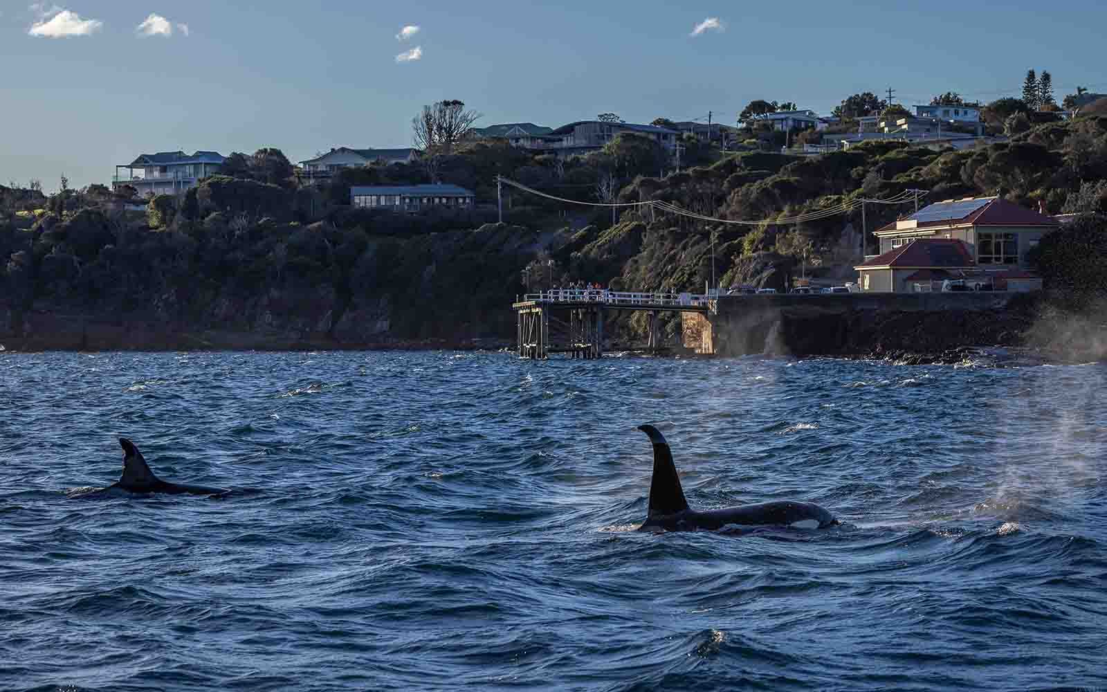 A group of killer whales swimming in front of Merimbula wharf.