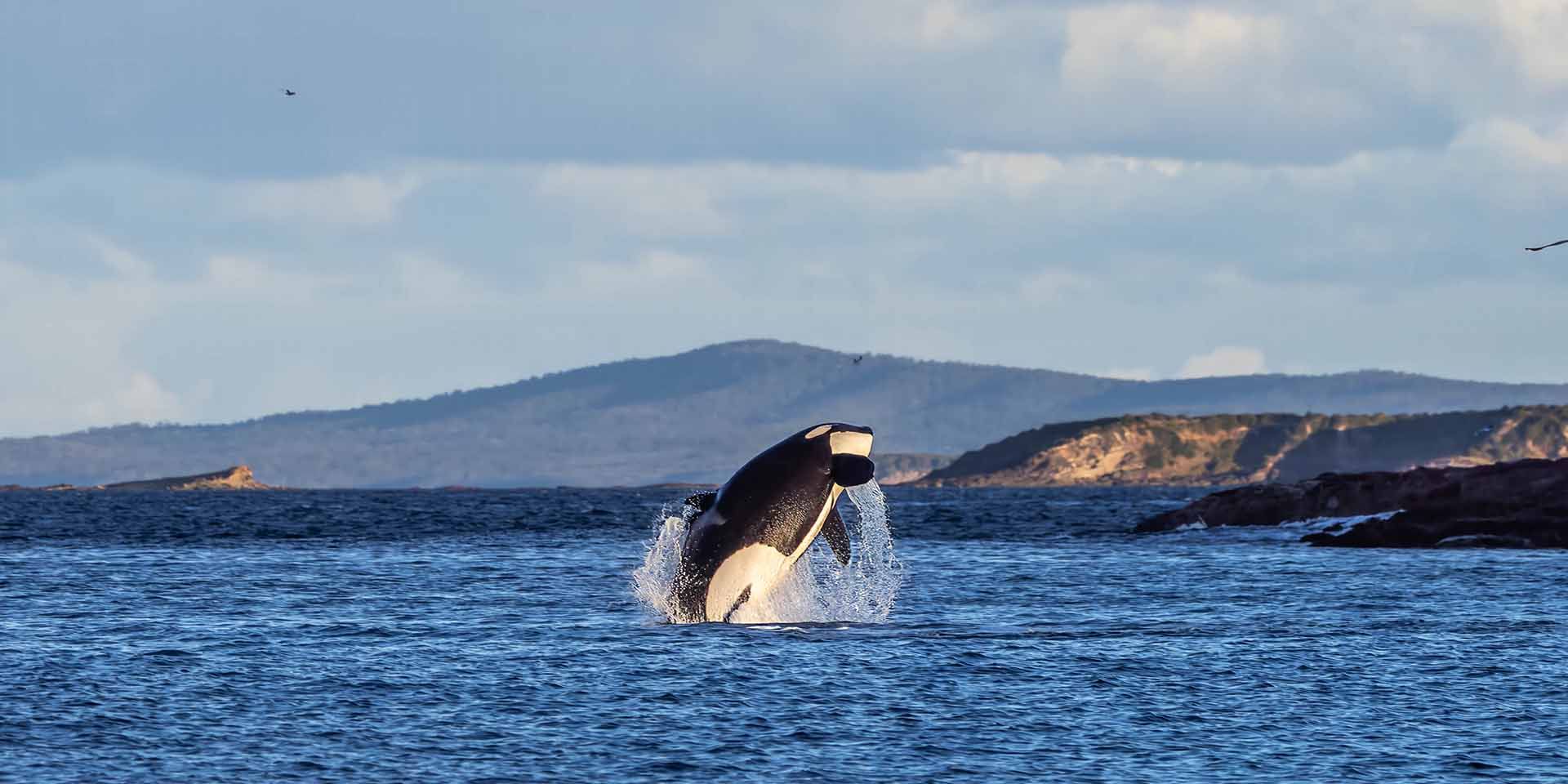 Ocean wildlife tours with Sapphire Coastal Adventures