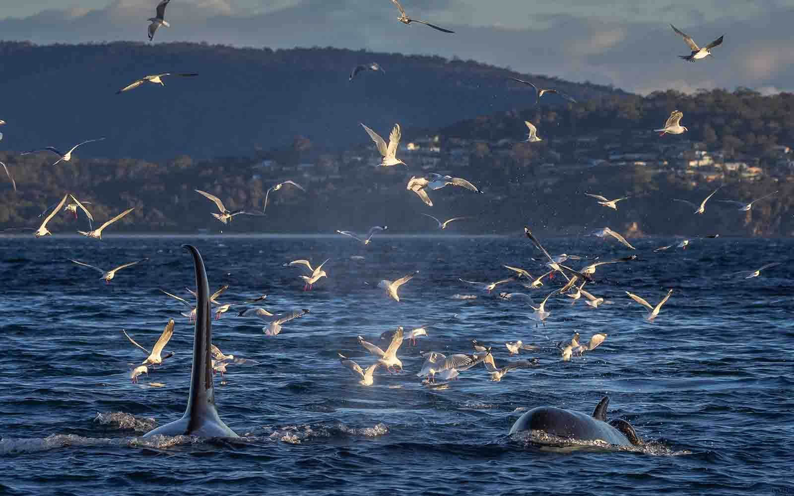 Killer whales in Merimbula | NSW South Coast