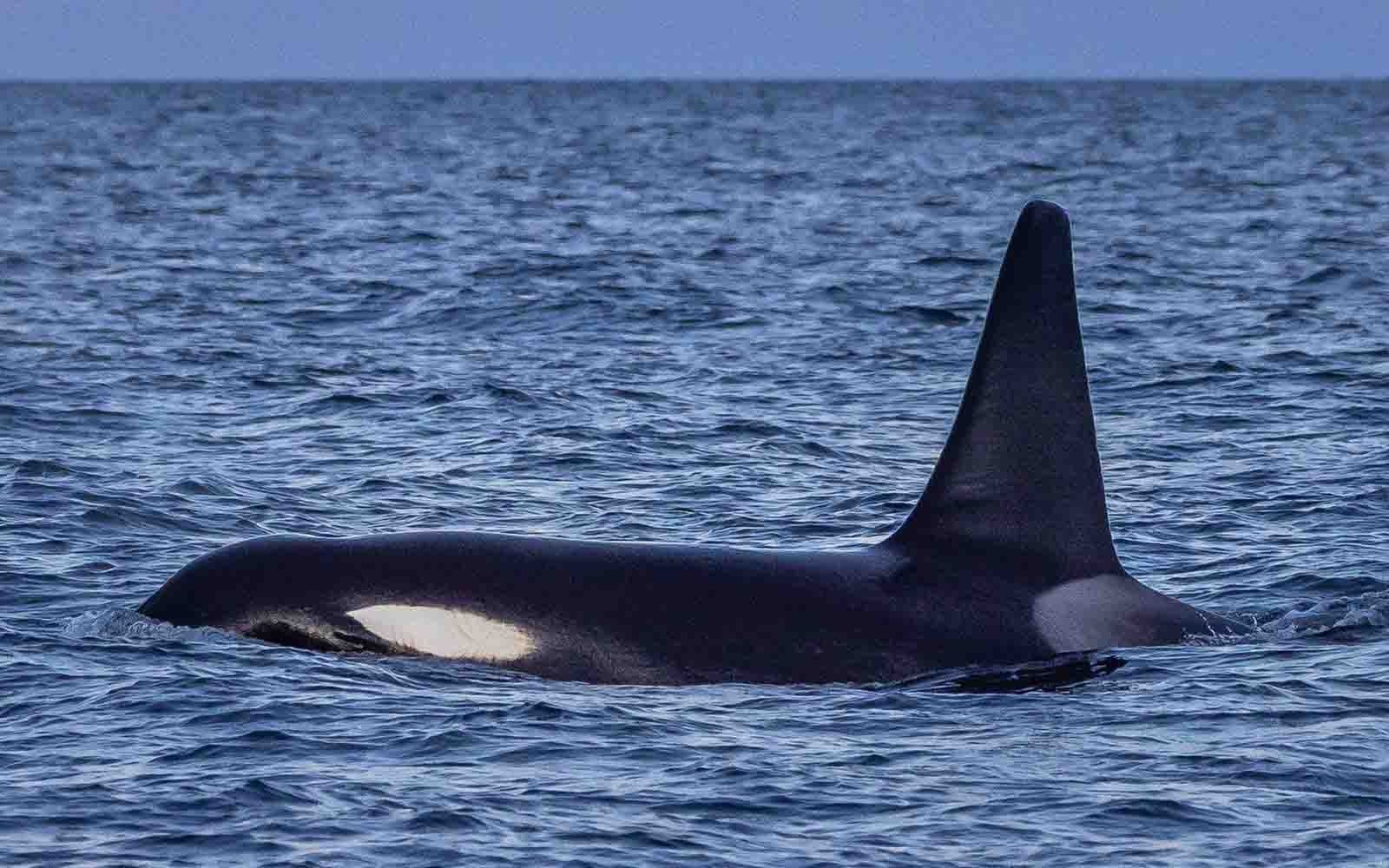 See Killer Whales on a wildlife cruise in Eden