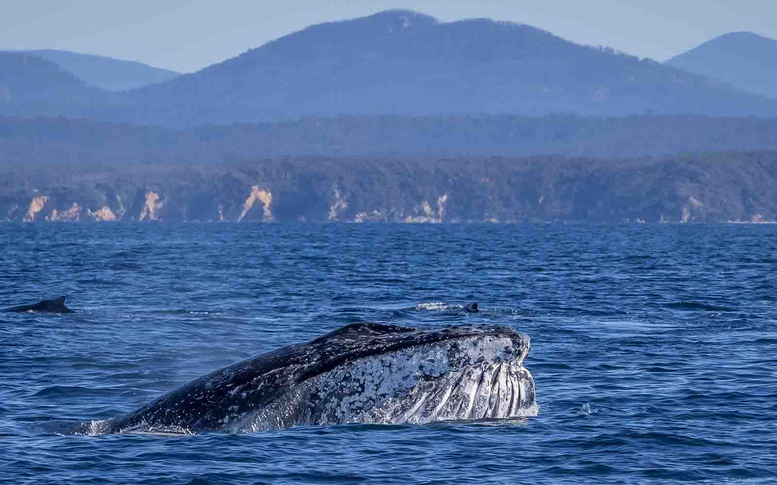 Whale watching Bermagui | boat tour