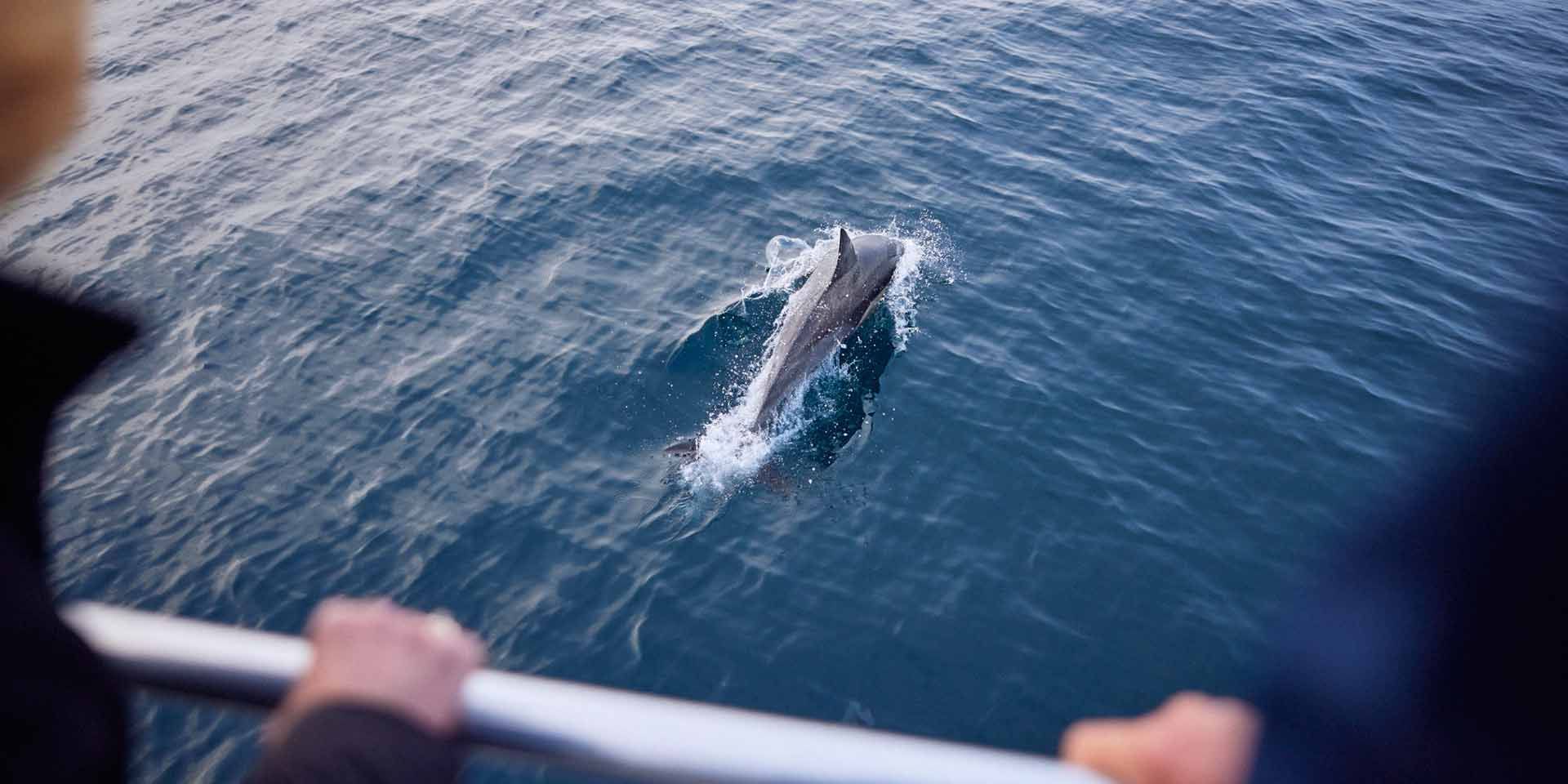 Wildlife tour with Sapphire Coastal Adventures | Far South Coast NSW