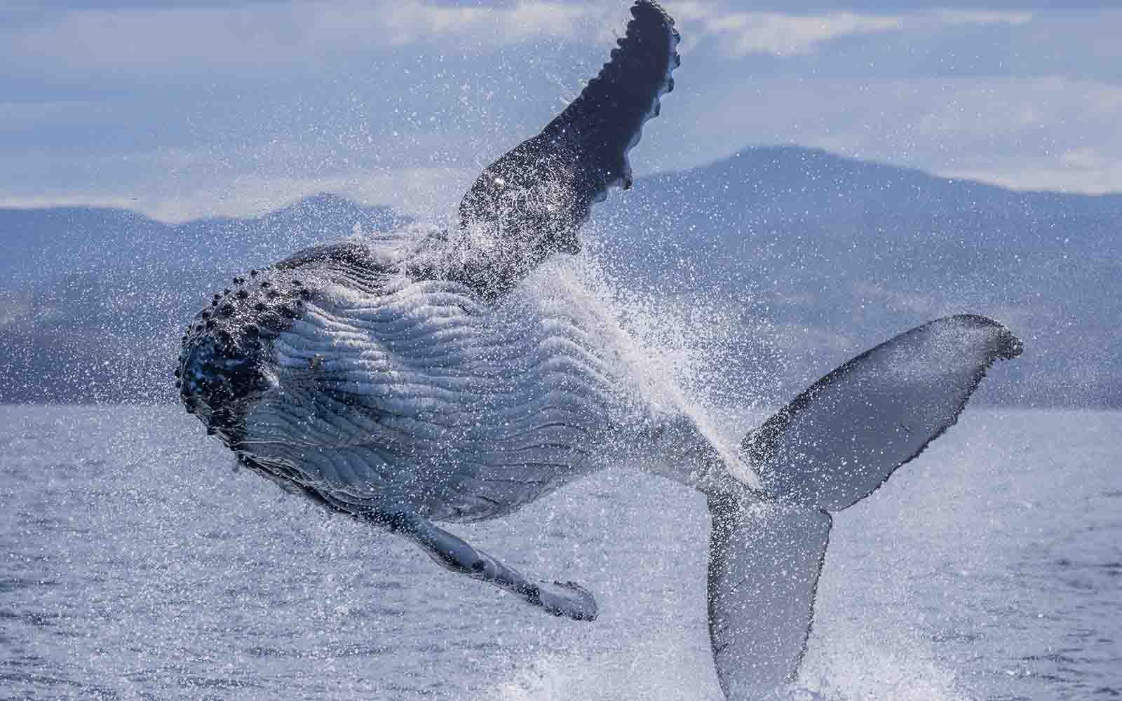 Humpback whale on Cat Balou Cruises, Eden