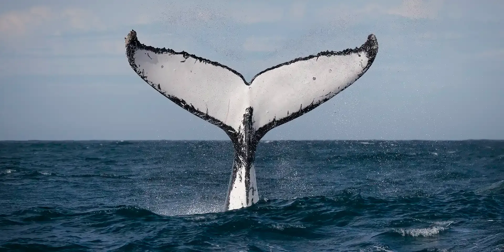 Whale Watching Cruises | NSW South Coast