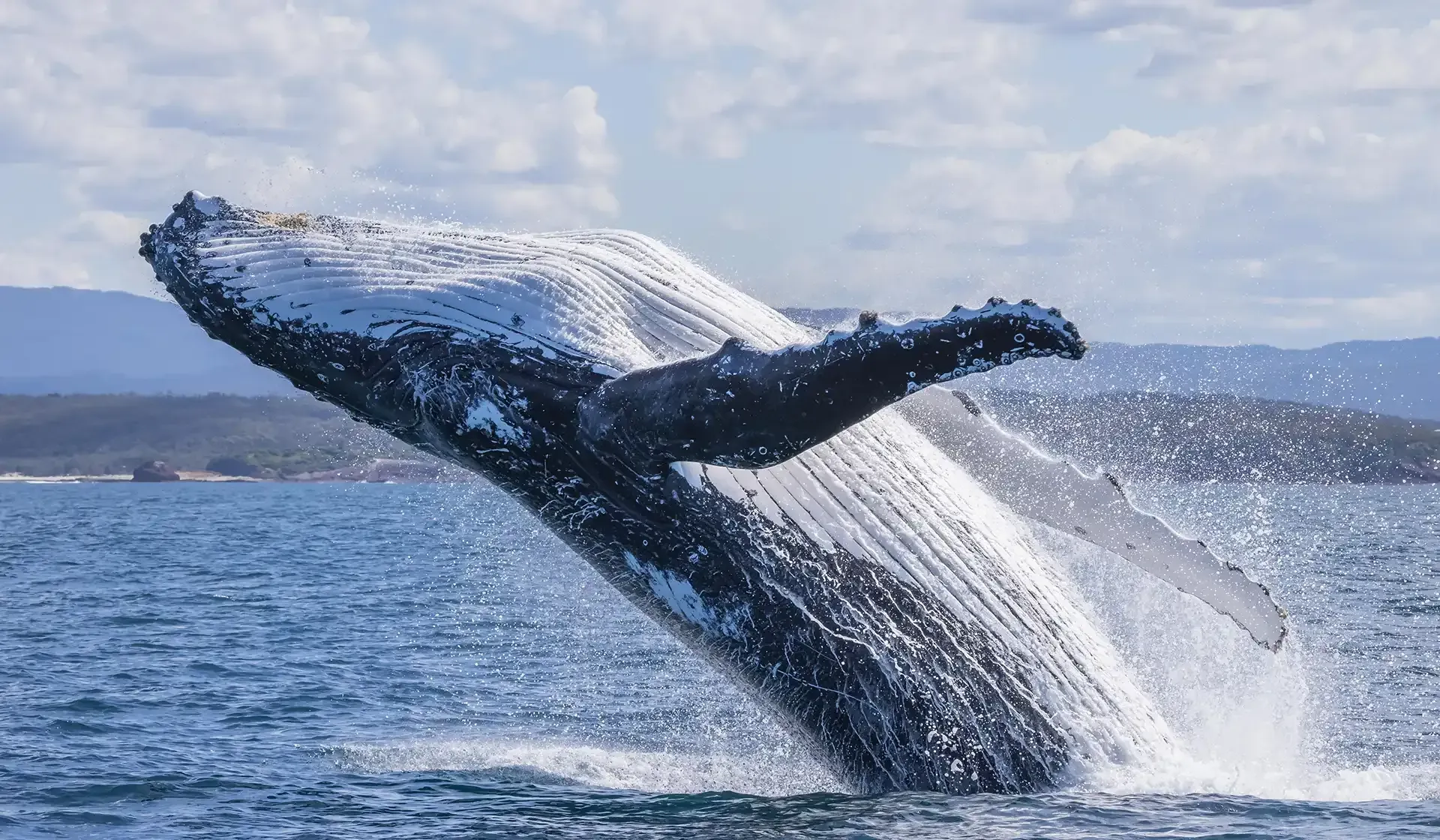 Whale Watching Tours - Sapphire Coastal Adventures