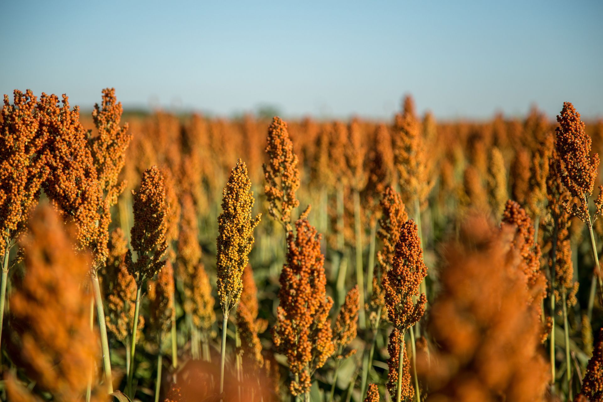 A field of sorghum plants with a blue sky in the background.