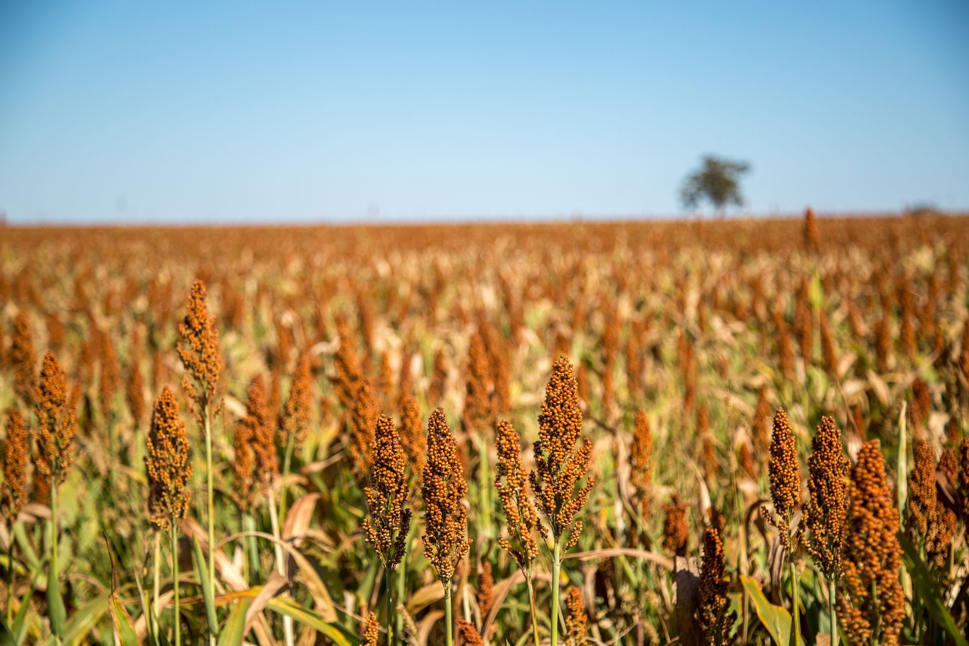 A field of sorghum plants with a tree in the background.