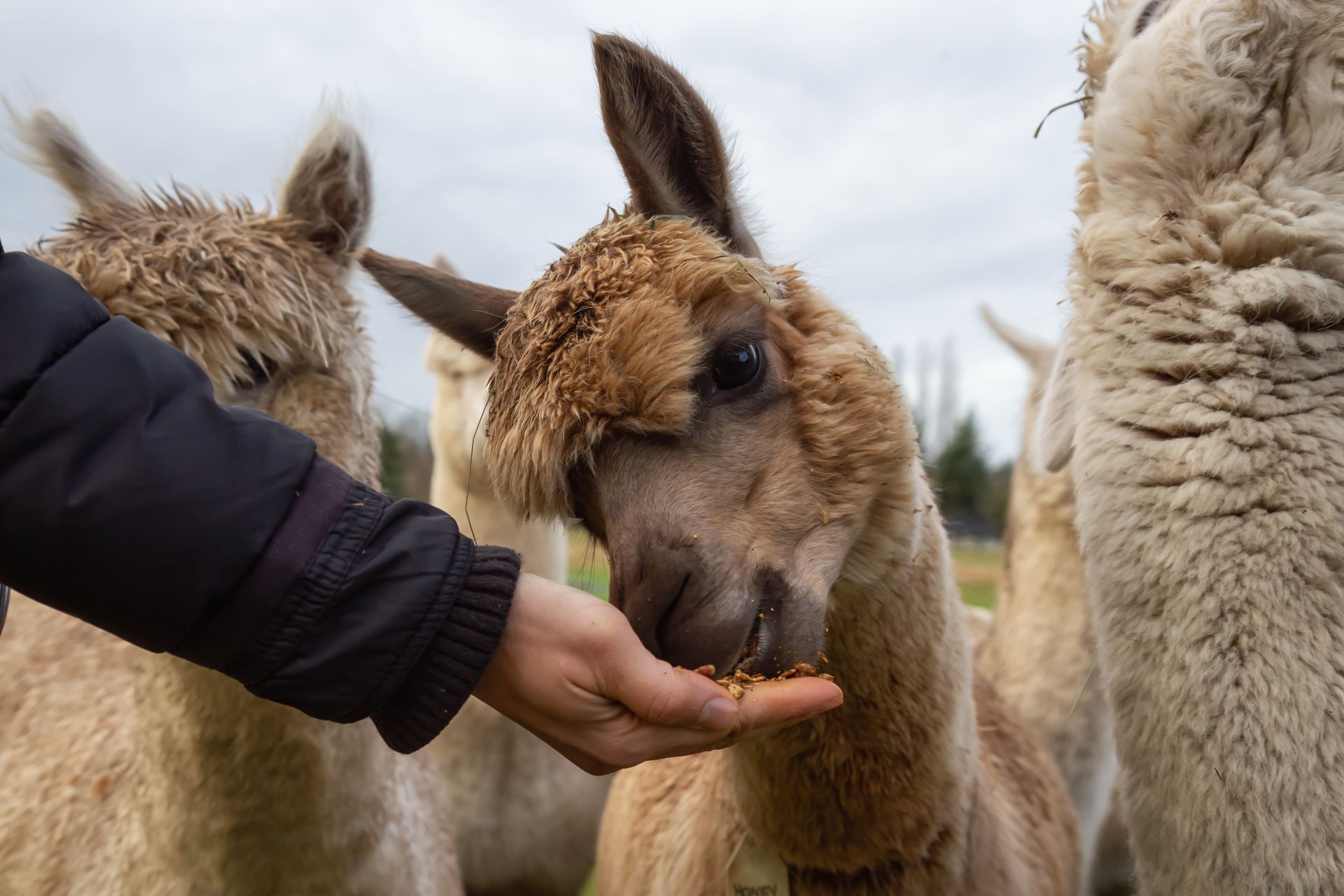 A person is feeding an alpaca from their hand.
