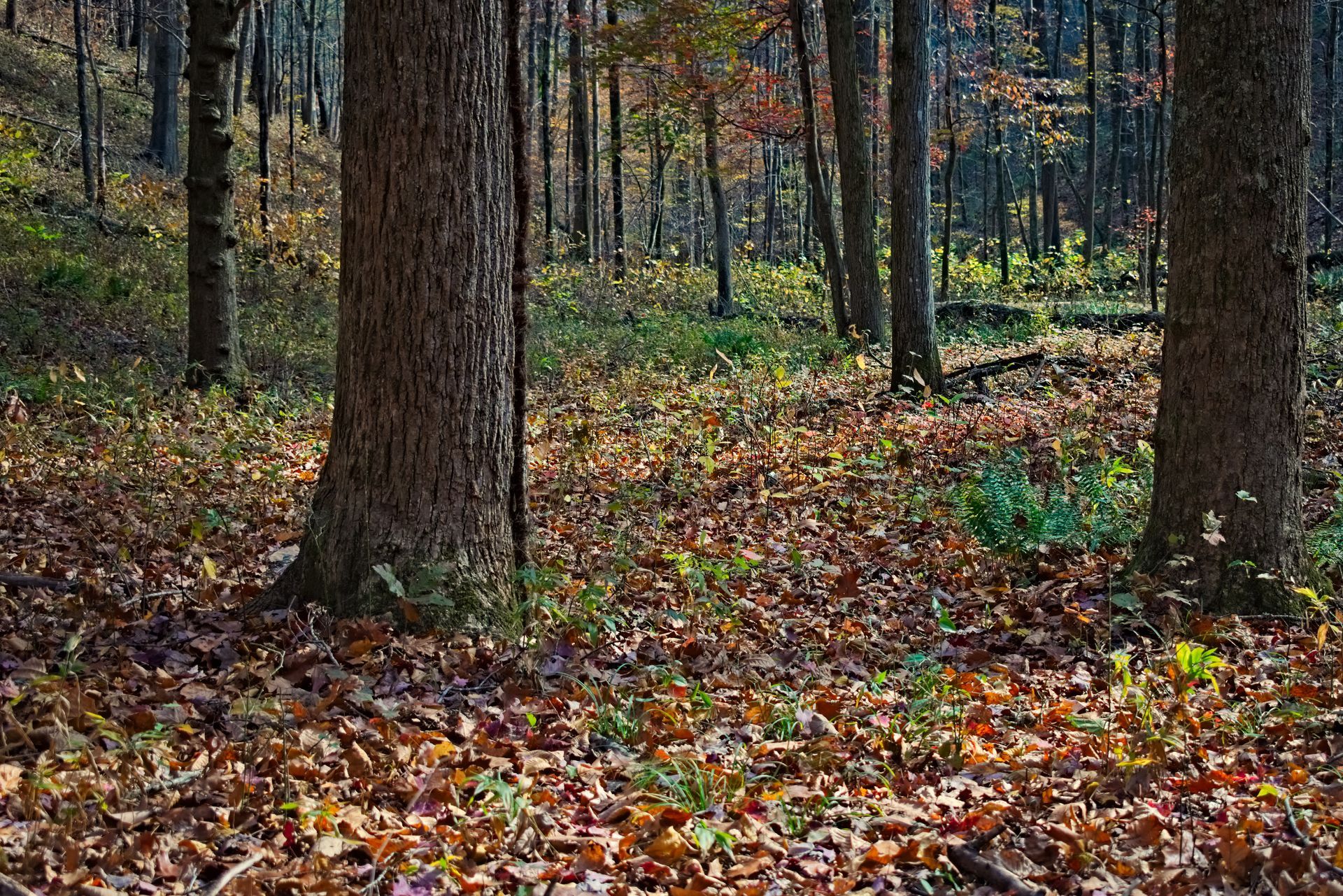 A forest with trees and leaves on the ground