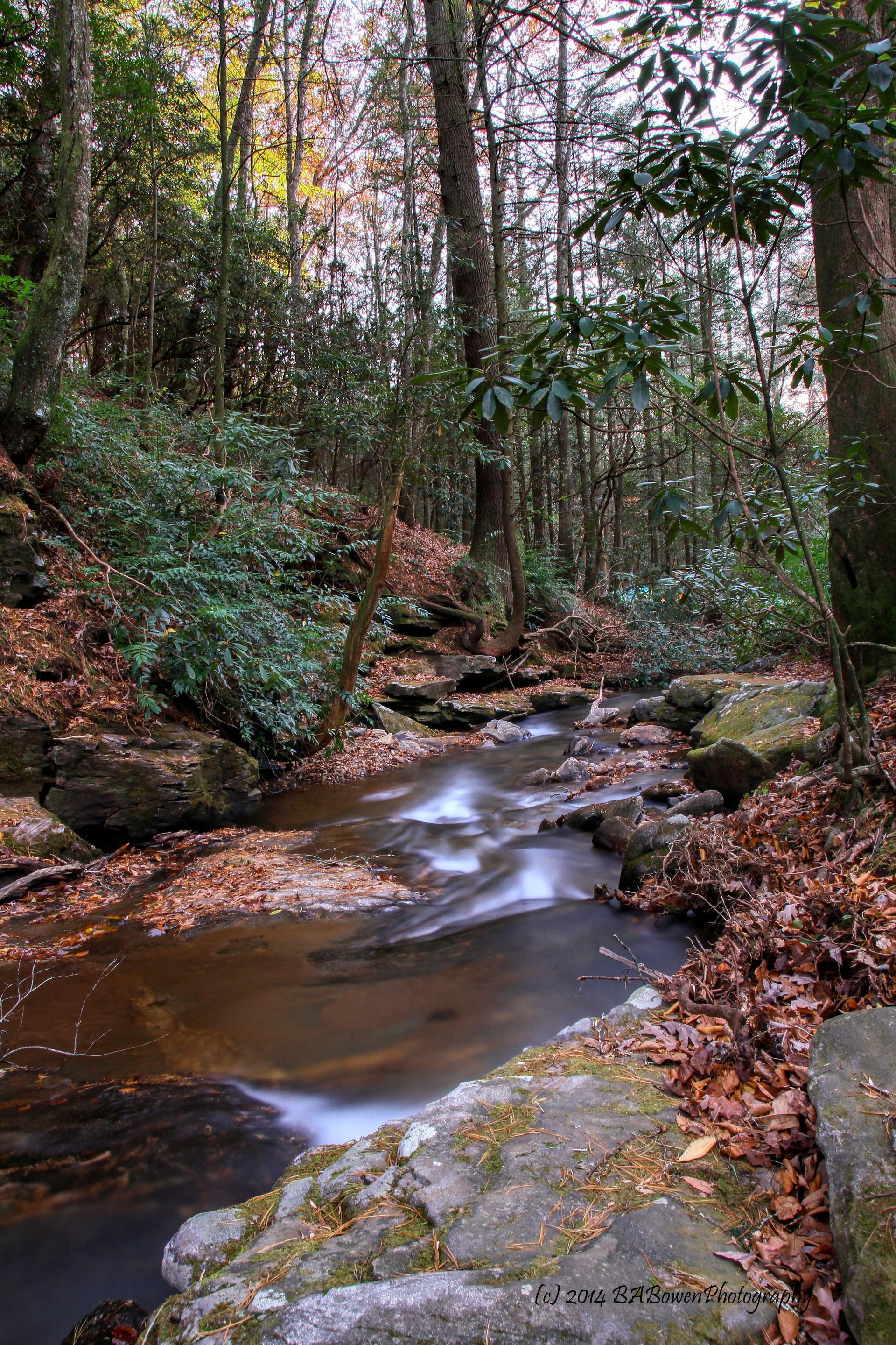 A stream running through a forest surrounded by trees and rocks.