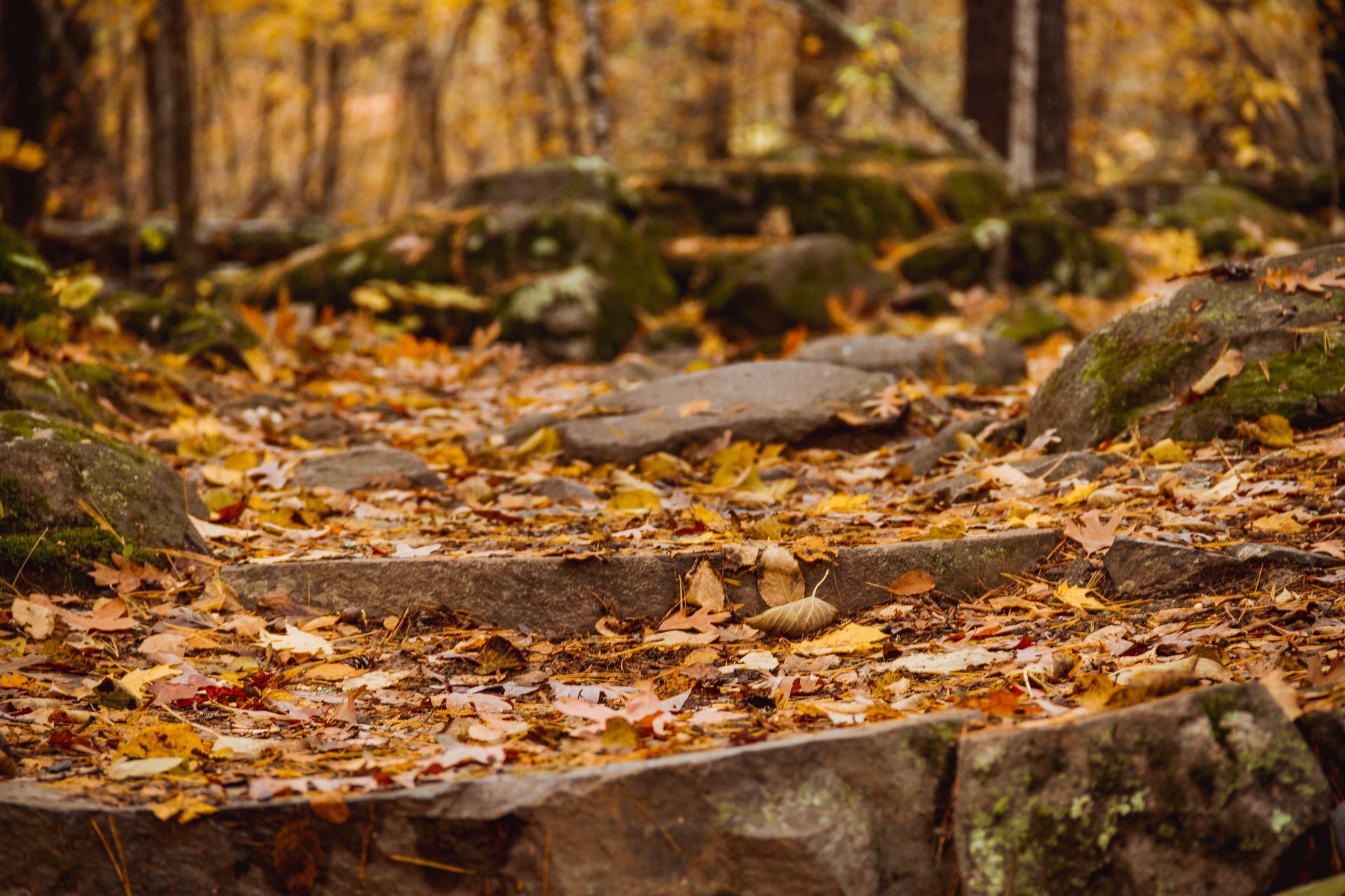 A path in the woods covered in leaves and rocks