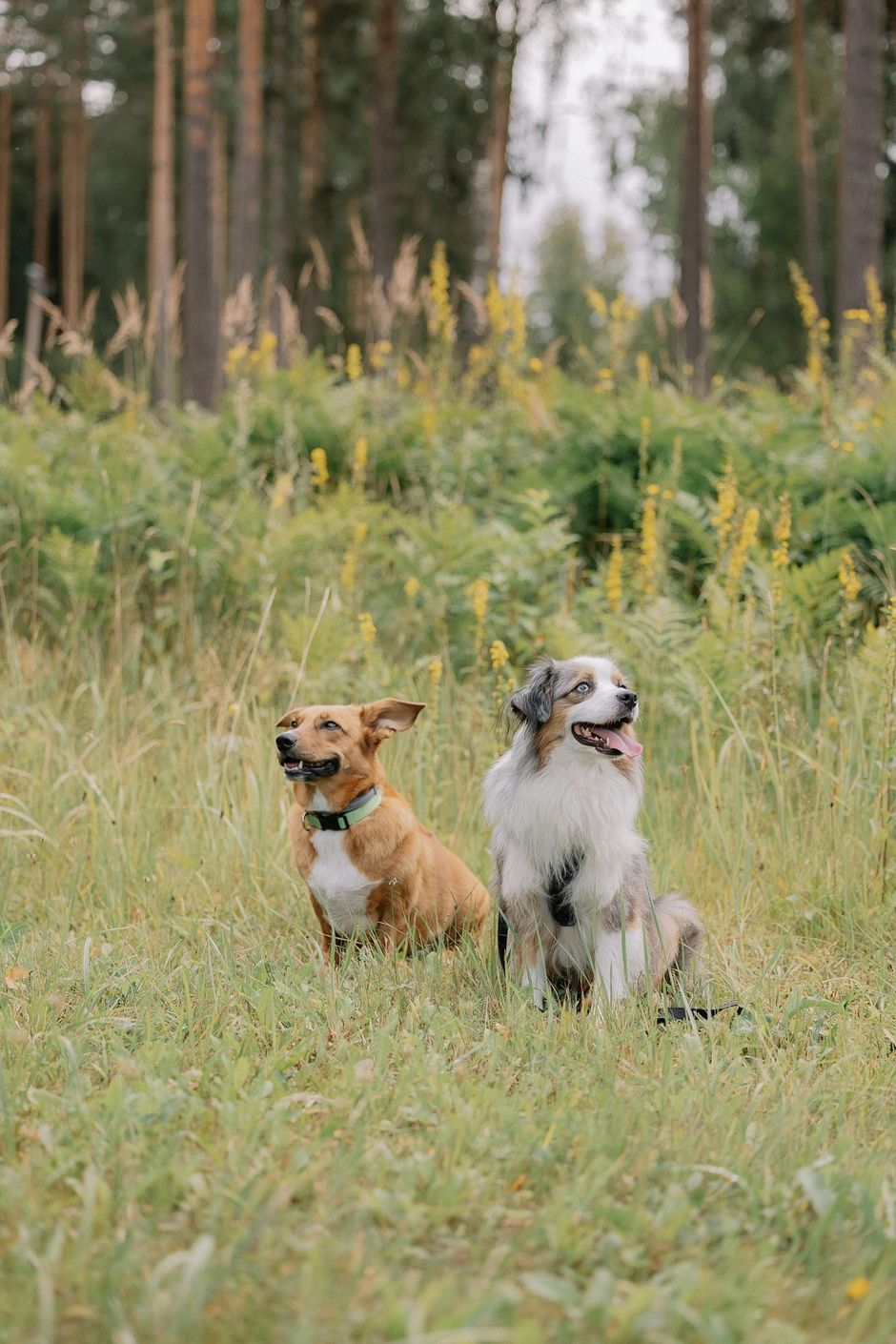 Two dogs are sitting in the grass in a field.