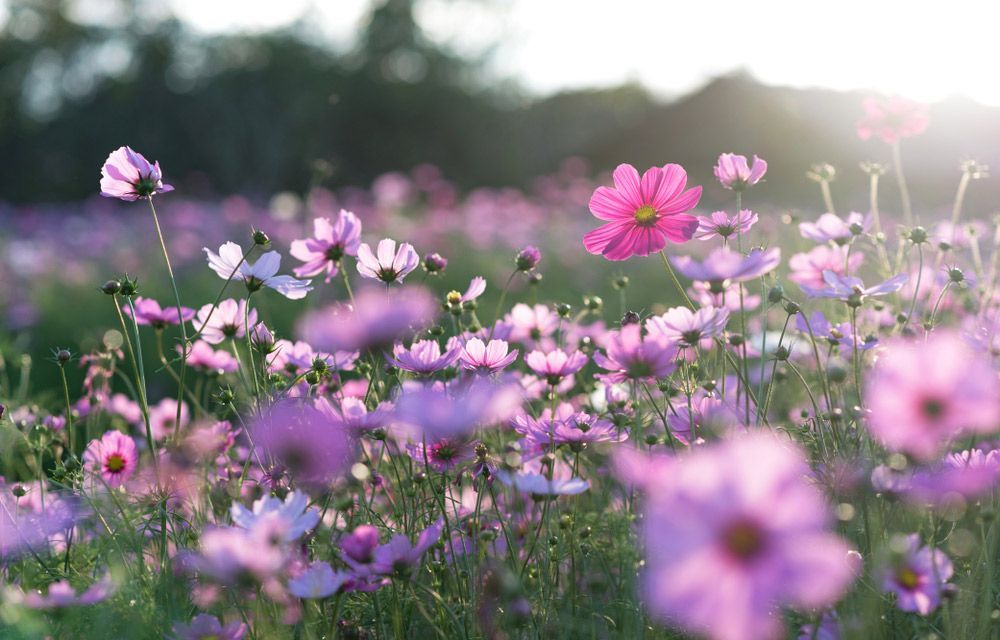 Field Of Pink And Purple Flowers — A Better Way Funerals in Greenwich, NSW