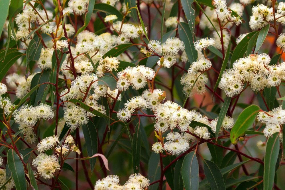 a bush with white flowers and green leaves .