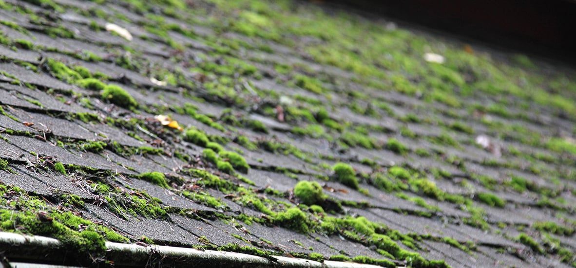 Roof with Moss
