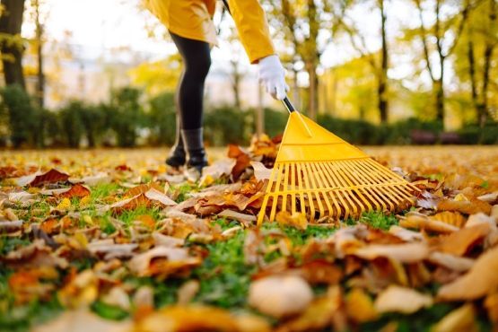 A person is raking leaves in a park with a yellow rake.