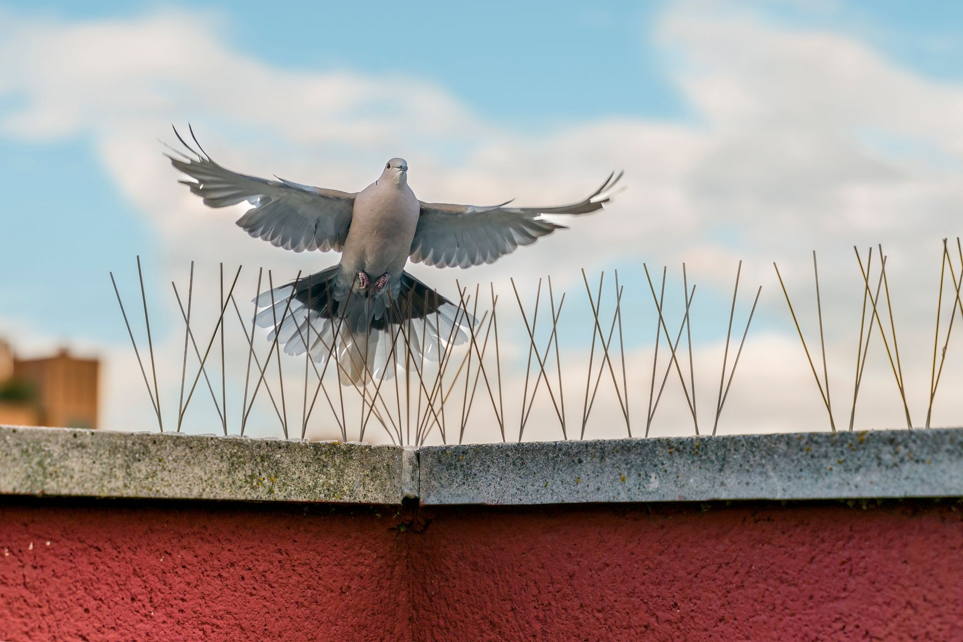 A pigeon is flying over a fence with spikes on it.