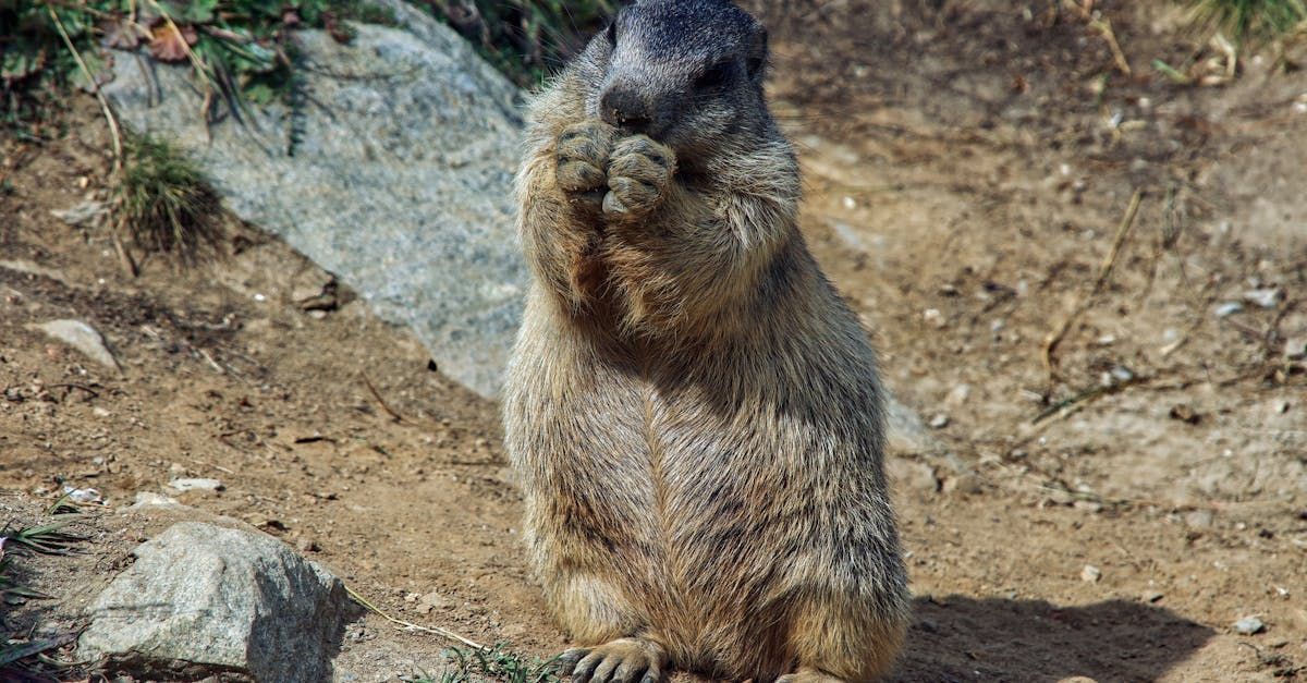 A ground squirrel is standing on its hind legs in the dirt.