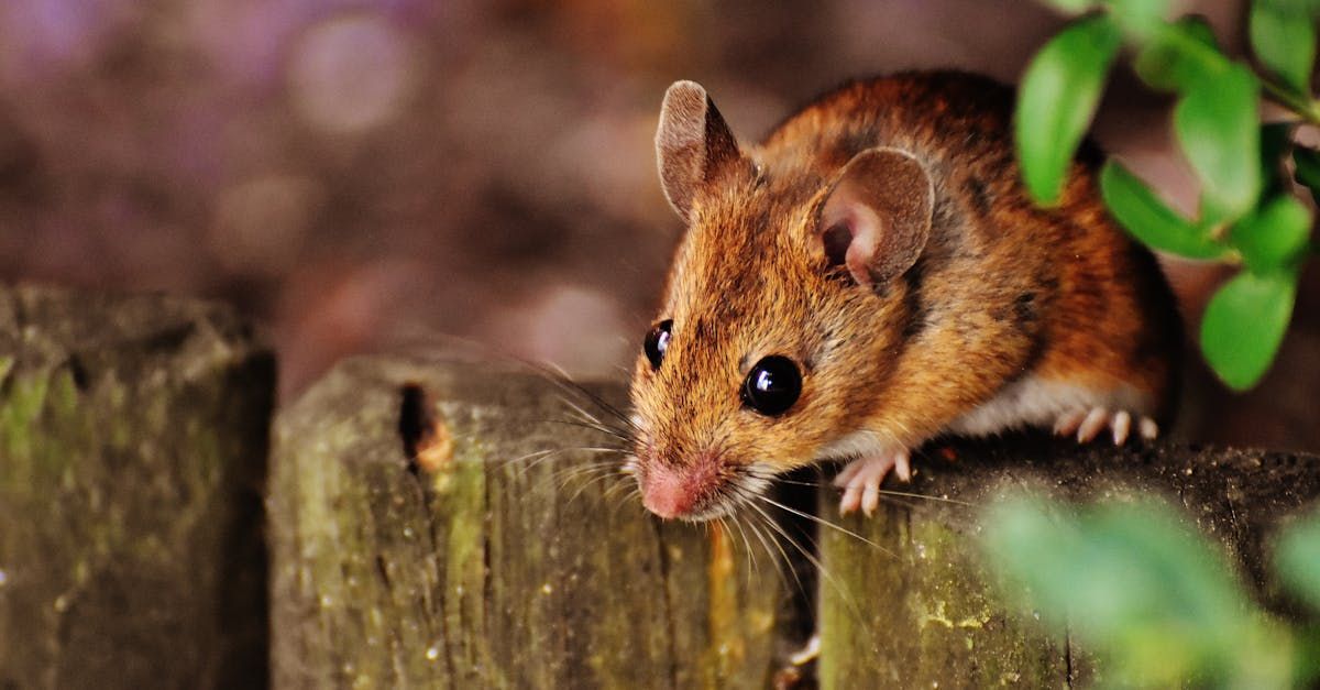 A mouse is sitting on top of a wooden post.