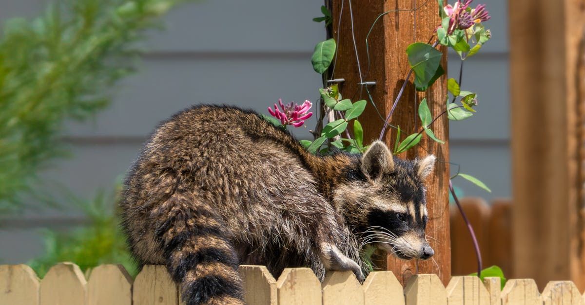 A raccoon is sitting on top of a wooden fence.