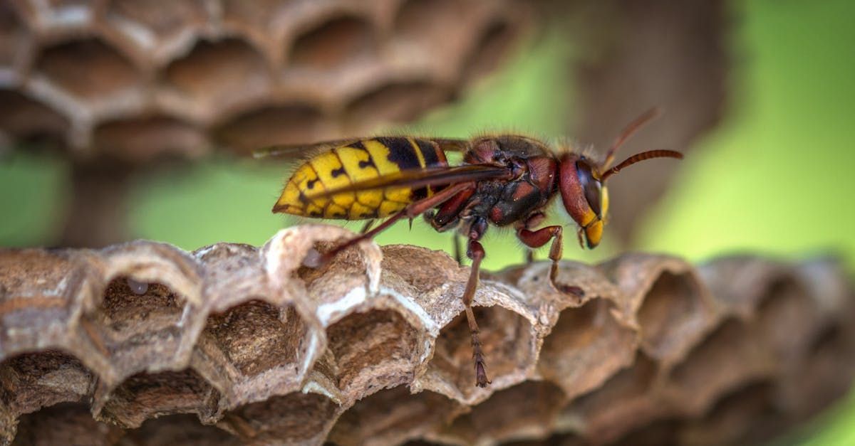 A wasp is sitting on top of a wasp nest.