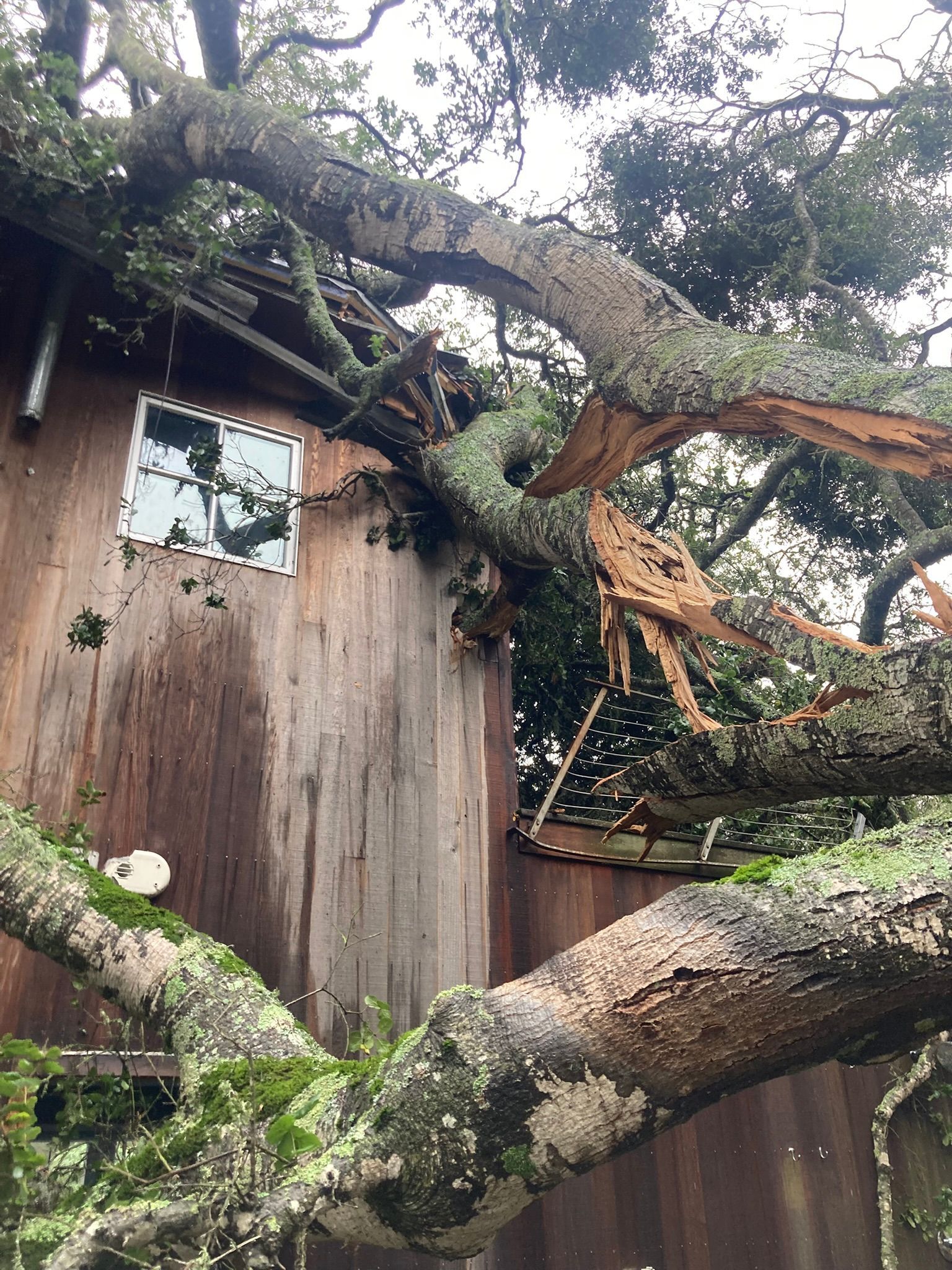 Large tree limbs pressing against a weathered wooden building with a small window and roofline.