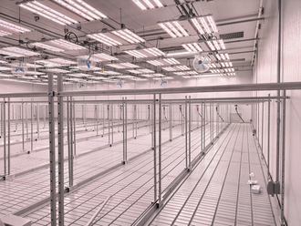 A large cannabis flower grow room with UV grow lights
