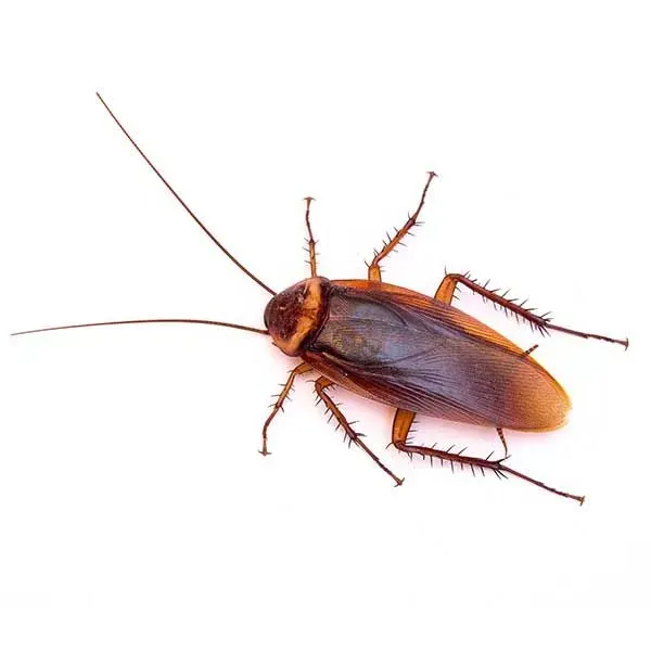 Diverse Cockroach Species in Texas