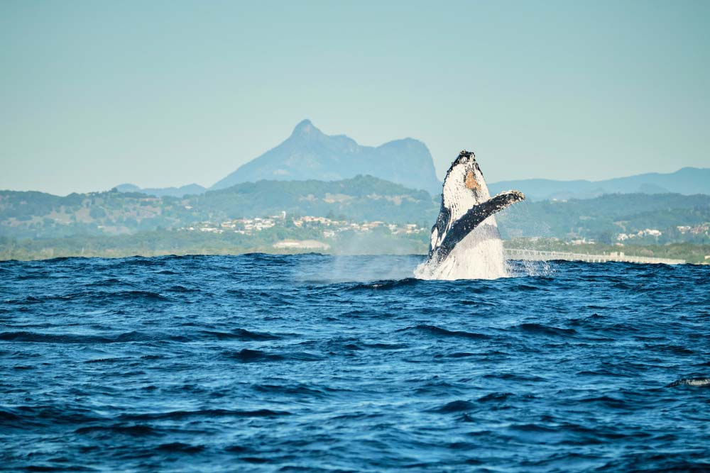 Large Humpback Whale Breaching in Front of Mount Warning Off Kingscliff — Custom Builder Near Me In Australia