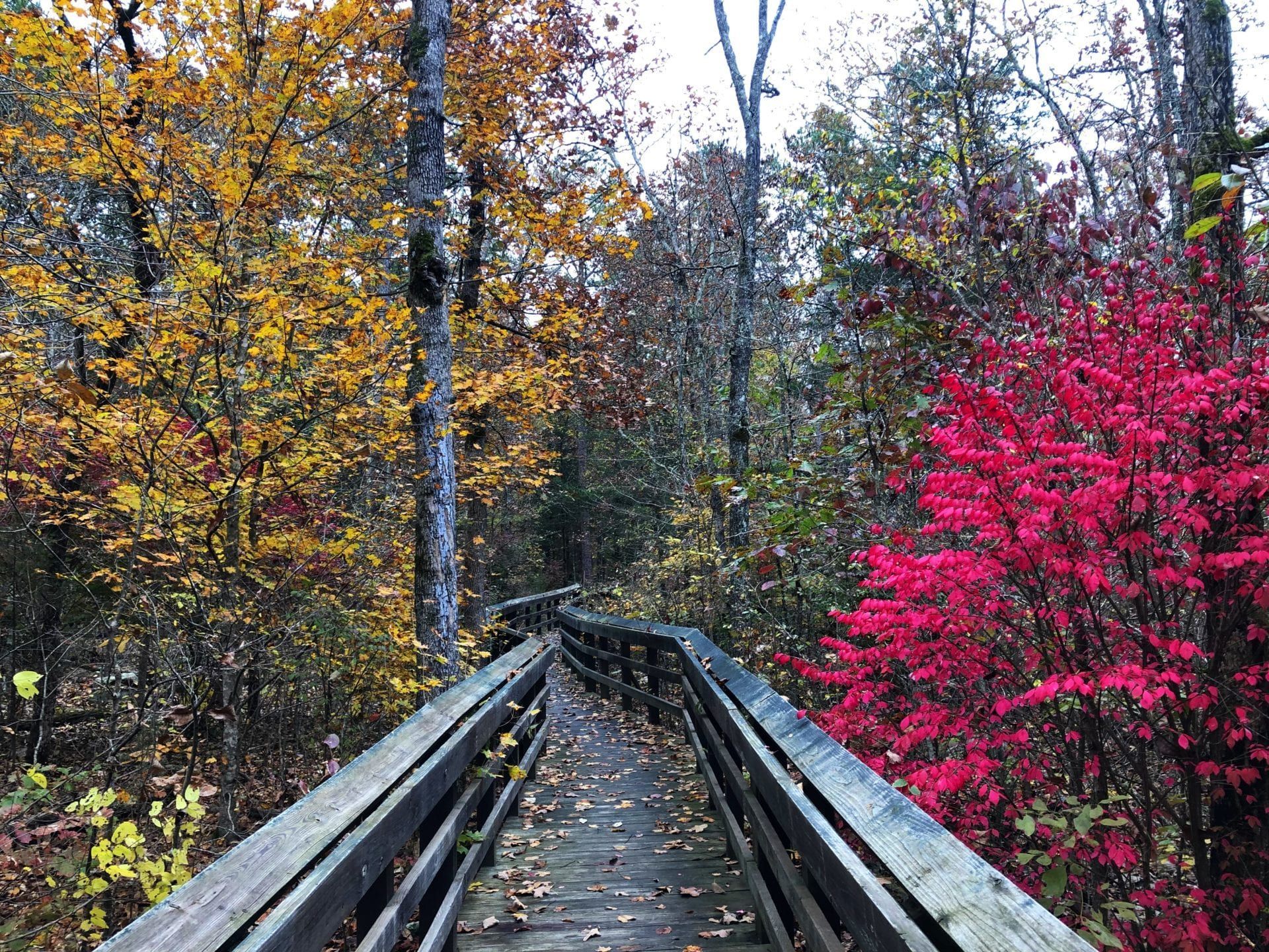 johnsons shut ins state park