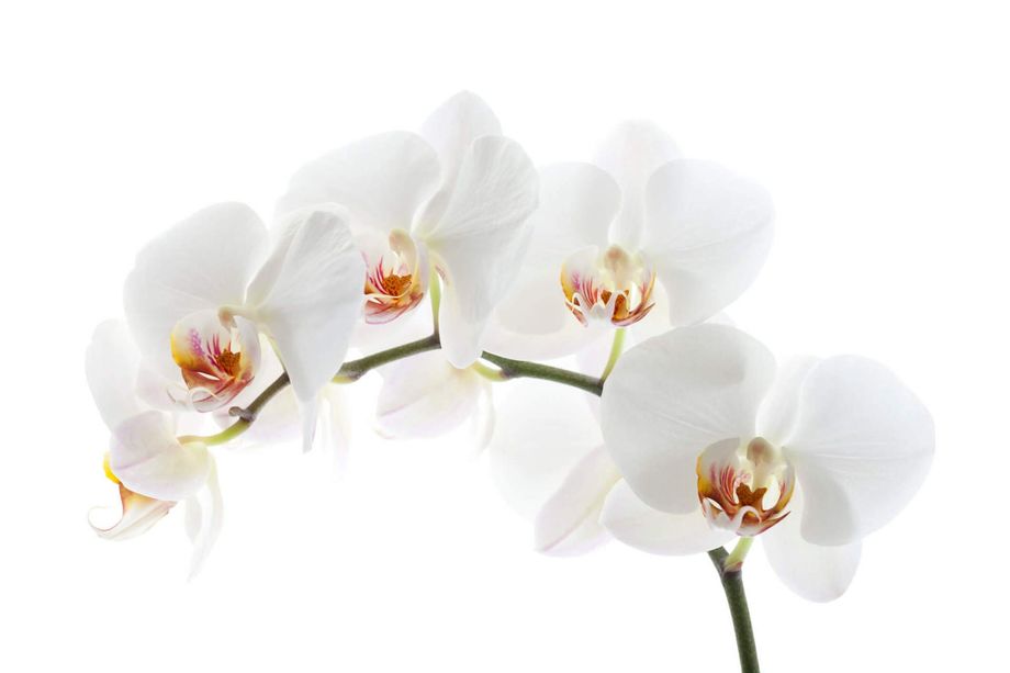 Orchidee per funerali