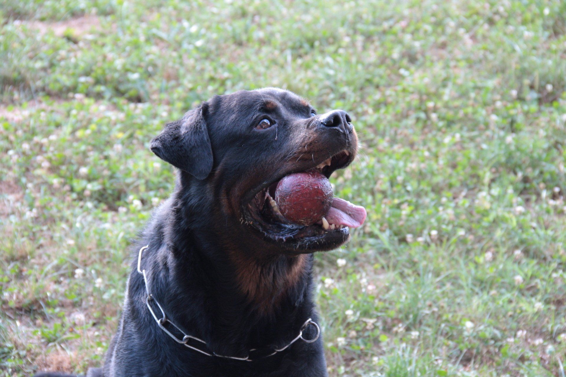 cane nero al guinzaglio
