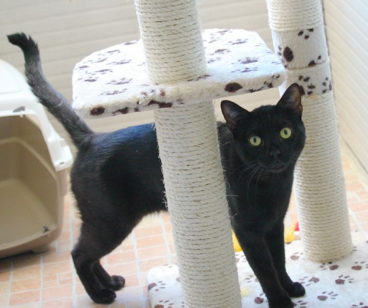 gatto nero vicino a tiragraffi