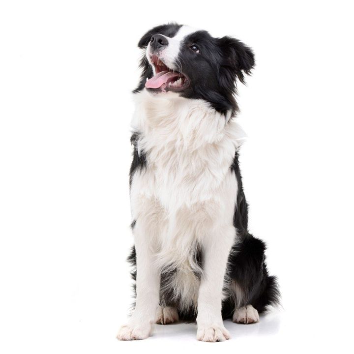 cane bianco e nero a pelo lungo